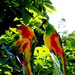 Glas, kunst & design - uniek, bijzonder koppel vogels 'Lovebirds' papegaaien - Karbownik - H 34 cm € 189,-