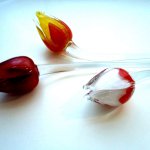 Glasobjecten - rode glazen tulpen in meerdere mooie kleurvarianten - per stuk van € 19,95 voor € 15,95
